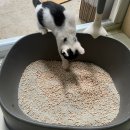 (주)드롤푸드 | [고양이용품] 국내산모래 친환경 콩비지모래 드롤샌드로 한달된아깽이 화장실교육시키기