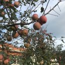 촌사람민박 이미지