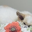 청라 공감 동물의료센터 이미지