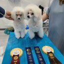 크러쉬 푸들 이미지