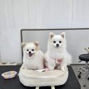 하멜애견미용학원