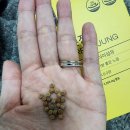 맛정 | 식이섬유추천, 더메디닥터 바른정 바나나맛 솔직후기