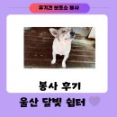 피부쉼터 | 울산 달빛 쉼터 유기견 보호소 봉사활동 후기 (+피부 사료, 안쓰시는 휴지, 물티슈 기부 부탁드립니다)