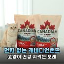 먼지 날림 걱정 끝! 캐네디언샌드 에코 엑스트라케어 고양이모래 8kg 찐 사용 후기