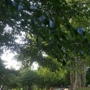 한회목장 이미지