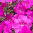 금강로 1445 이미지