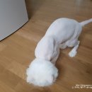 미용했냥 이미지