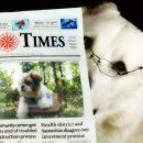 도그마미 이미지