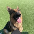 소노펫 스쿨 이미지