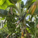 참외생태학습원 이미지