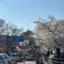 애니카랜드 신목동점 | 2026 서울 벚꽃 명소 | 합정 희우정로 벚꽃길 &amp; 여의도 윤중로 벚꽃길