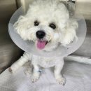 달맞이 호두네 동물병원 | 대구 본동물메티컬센터 상인 본점 강아지 슬개골 수술 상세 후기