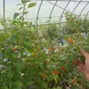 지방농장 이미지