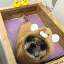 꼬몽그루밍 네이버블로그