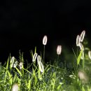 강아지풀 이미지