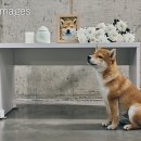 전국 반려견 장례식장 한눈에 보기: 위치, 후기, 예약 팁 총정리