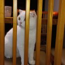 착한 고양이 이미지