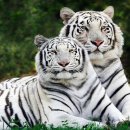 새하얀세상 이미지