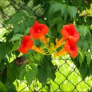 우장산둘레길 이미지