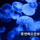 콩앤삐 펜션 이미지