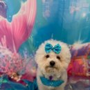 부산애견호텔 댕스스쿨 이미지