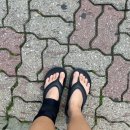 이천 대박 기러기 농장 | 늦어서 ㅈㅅ합니다