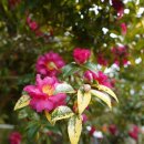 은평-061 이미지