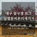 인흥초등학교 | 대구 홍매화 명소 : 남평문씨본리세거지 실시간 개화 상황, 이번 주말에 가세요! 🌸