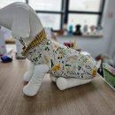 애견패션제작 이미지