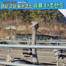 고성 가볼만한 곳 타조랜드 강력추천