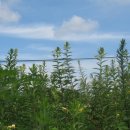 강아지풀 이미지