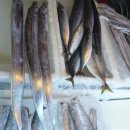 오늘의 생선 이미지