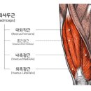 아틀라스 트레이닝(Atlas) 이미지