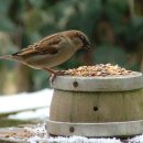 [틈틈이 영어공부] you eat like a bird. 이미지