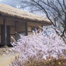 조선의 아름다운 선비들 | 충남 논산 봄꽃여행 가볼만한곳 명재고택 천연기념물 미선나무 활짝