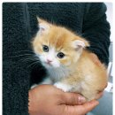 드림독 강아지 고양이 안심분양센터 시흥점 | 인천고양이분양을 알아보다가 느낀 확실한 차이, 버디독 인천점 이야기