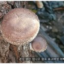 구향마트 | 양산 로컬푸드 직매장 국산 참나무 표고버섯 납품농가 아빠의 숲 방문 후기