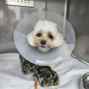 리더스병원 | 분당 리더스 동물병원 응급 쇼크 증세 입원 후기 진료비