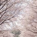 베스트올 청룡점 | 김해 벚꽃 명소 가야랜드, 아이랑 봄나들이 가기 좋은 곳
