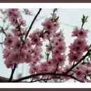 희망의 꿈 이미지