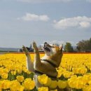 꽃강아지 이미지