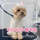 휴 애견미용 | 구리 애견미용학원 추천｜셀프애견미용 원데이 클래스 솔직 후기