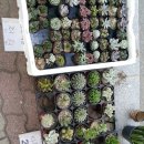 경북장 | 경산 하양장날 49장 여름 방문기