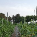 호야네농장 이미지