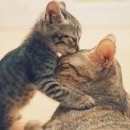 이쁜냥이 이미지