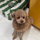 멜팅그루밍 이미지