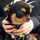 MS동물병원 네이버블로그