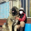 토실이네 이미지