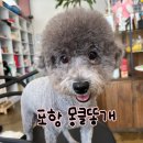 몽클똥개 이미지