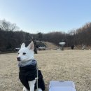 [강아지 바르는 치약] 오세인트 옥시그린 펫젤 미니미 후기